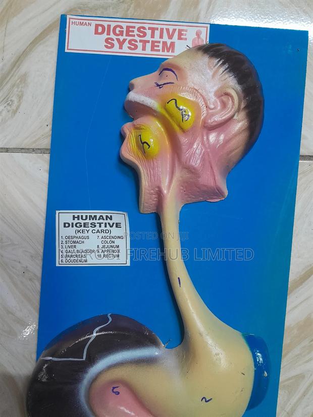 Human Digestion System Model - thumbnail 3