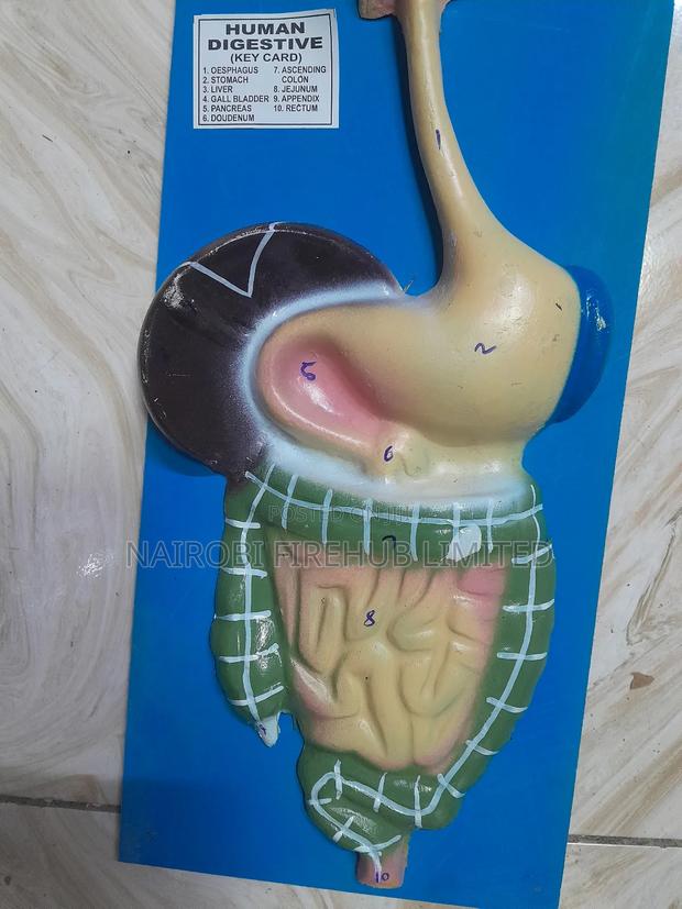 Human Digestion System Model - thumbnail 4