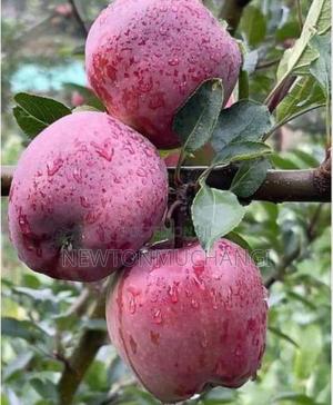 Red Delicious Apple Seedlings. - thumbnail 2