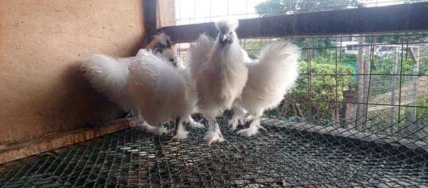 Silky Chicks - thumbnail 2