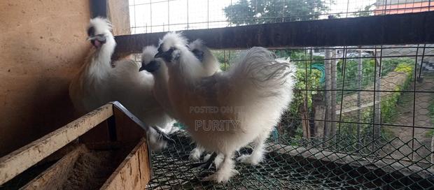 Silky Chicks - main view