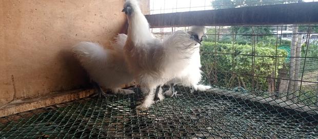 Silky Chicks - thumbnail 3