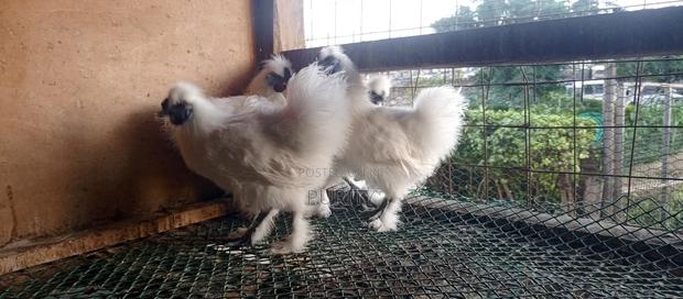 Silky Chicks - thumbnail 4