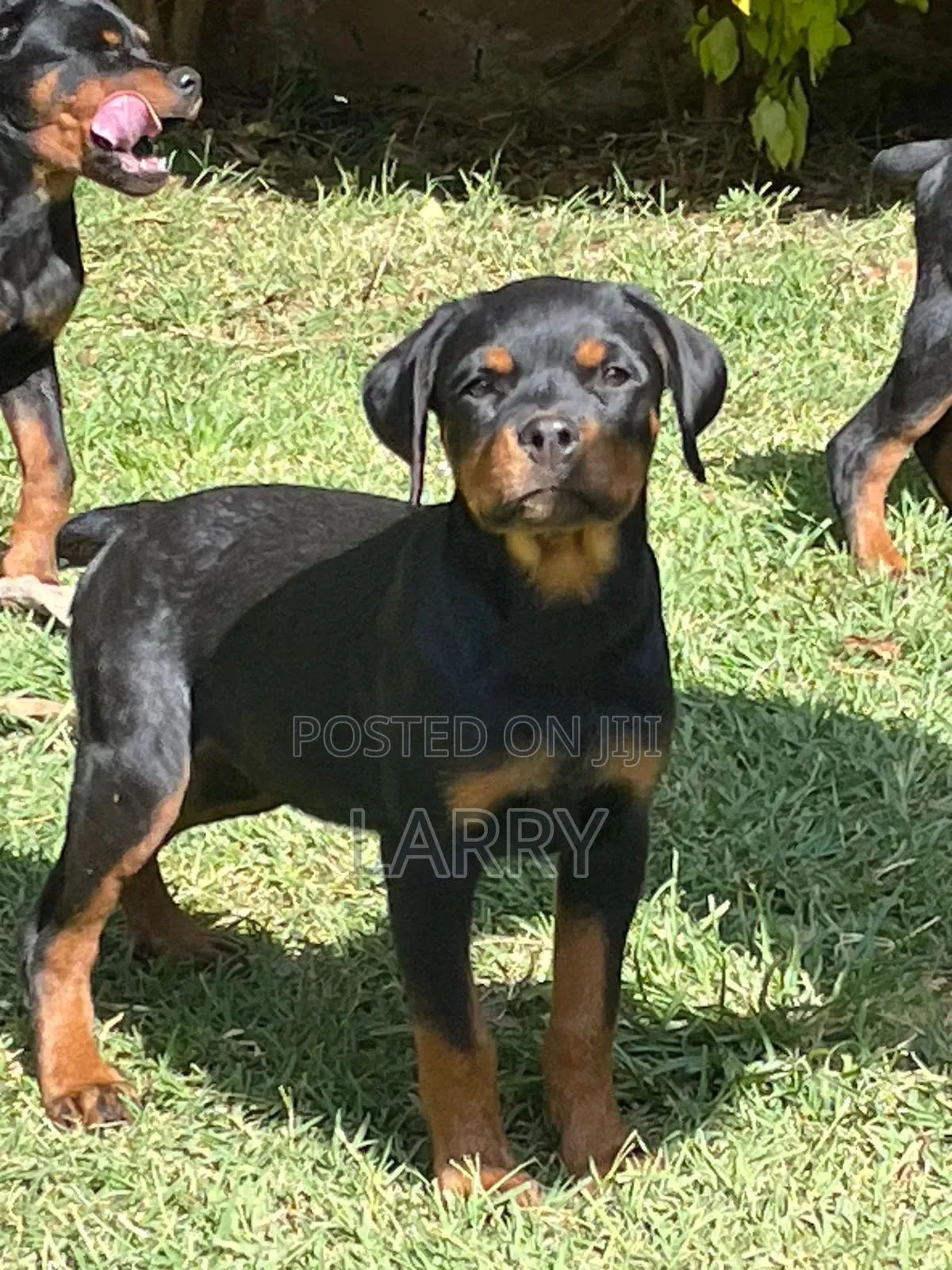 1-3 months Female Purebred Rottweiler
