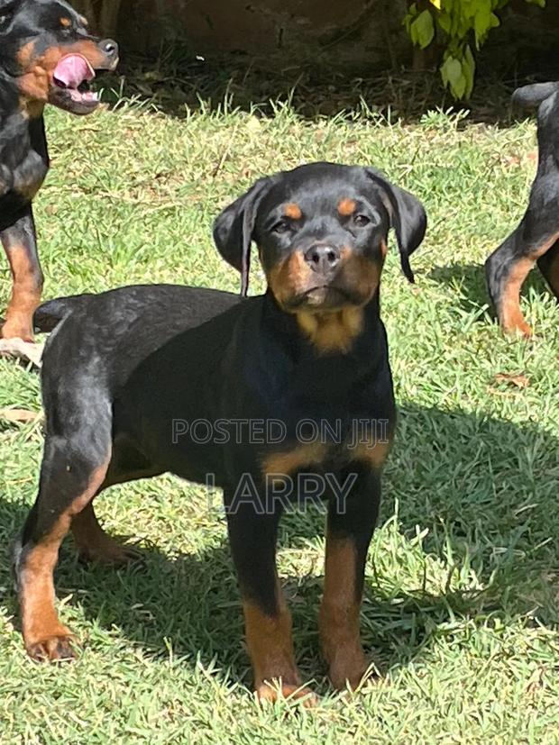 1-3 months Female Purebred Rottweiler