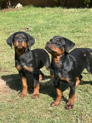 1-3 months Female Purebred Rottweiler