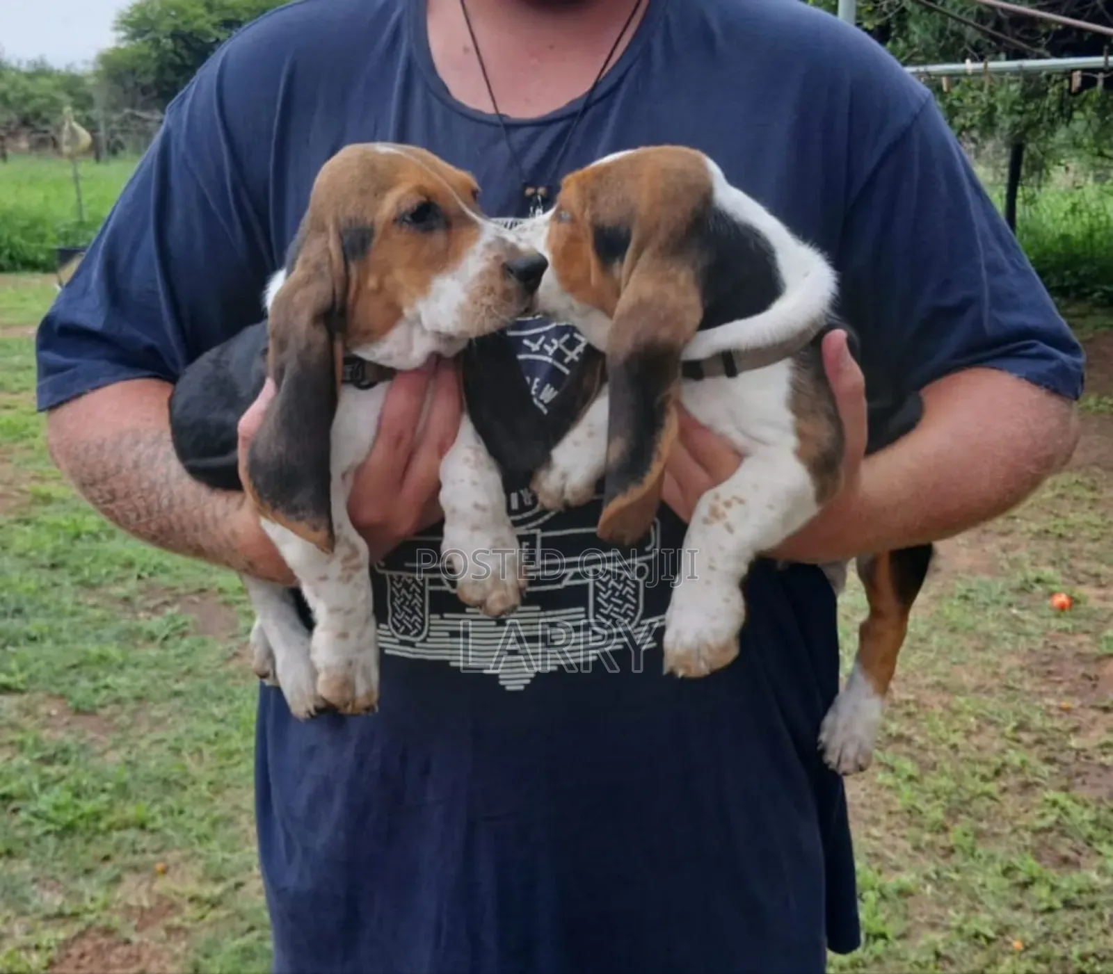 1-3 months Male Purebred Basset Hound