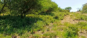 1 Acre for Sale - Kisamis, Corner Baridi