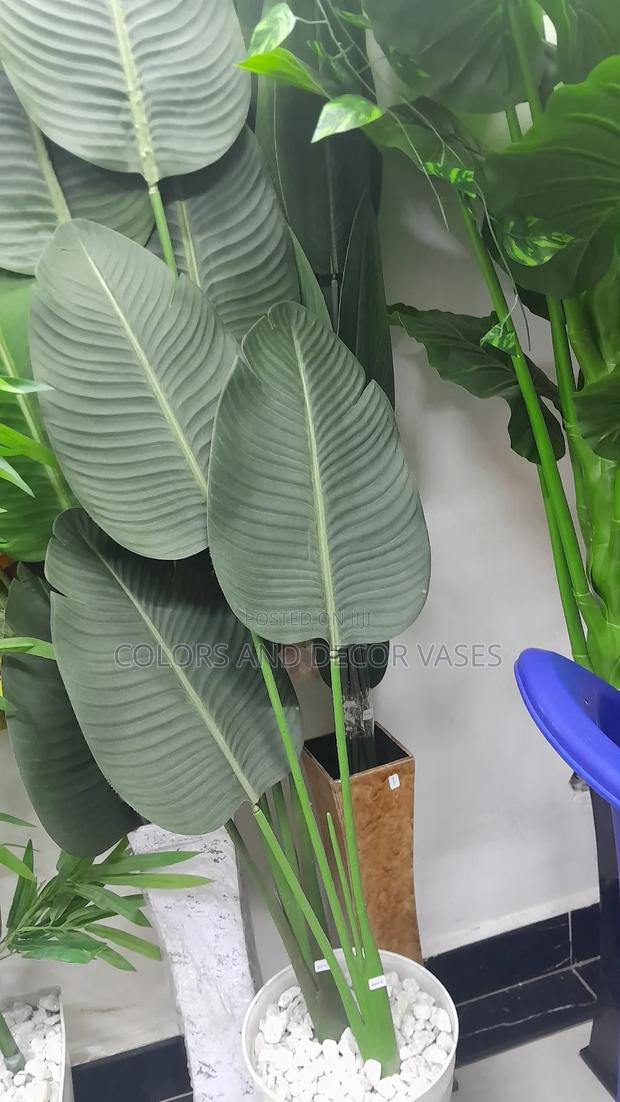 7leaves Banana Plant Plus Vase