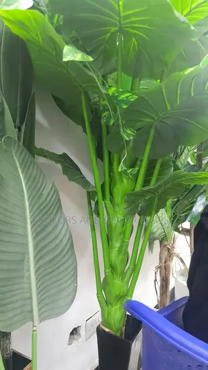 Long Green Plant and Wooden Vases