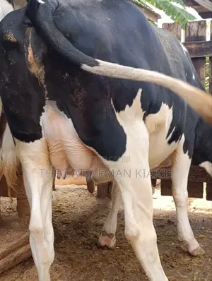 Pure Pedigree Friesian