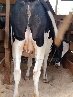 Pure Pedigree Friesian