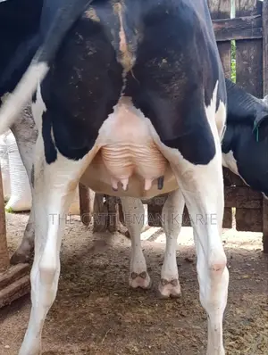 Pure Pedigree Friesian