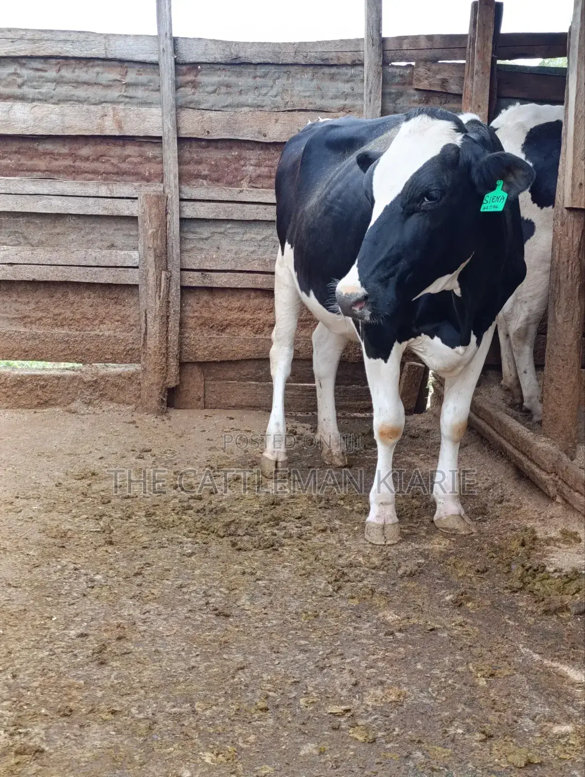 Pure Pedigree Friesian