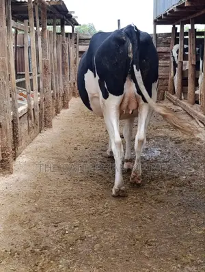 Pure Pedigree Friesian