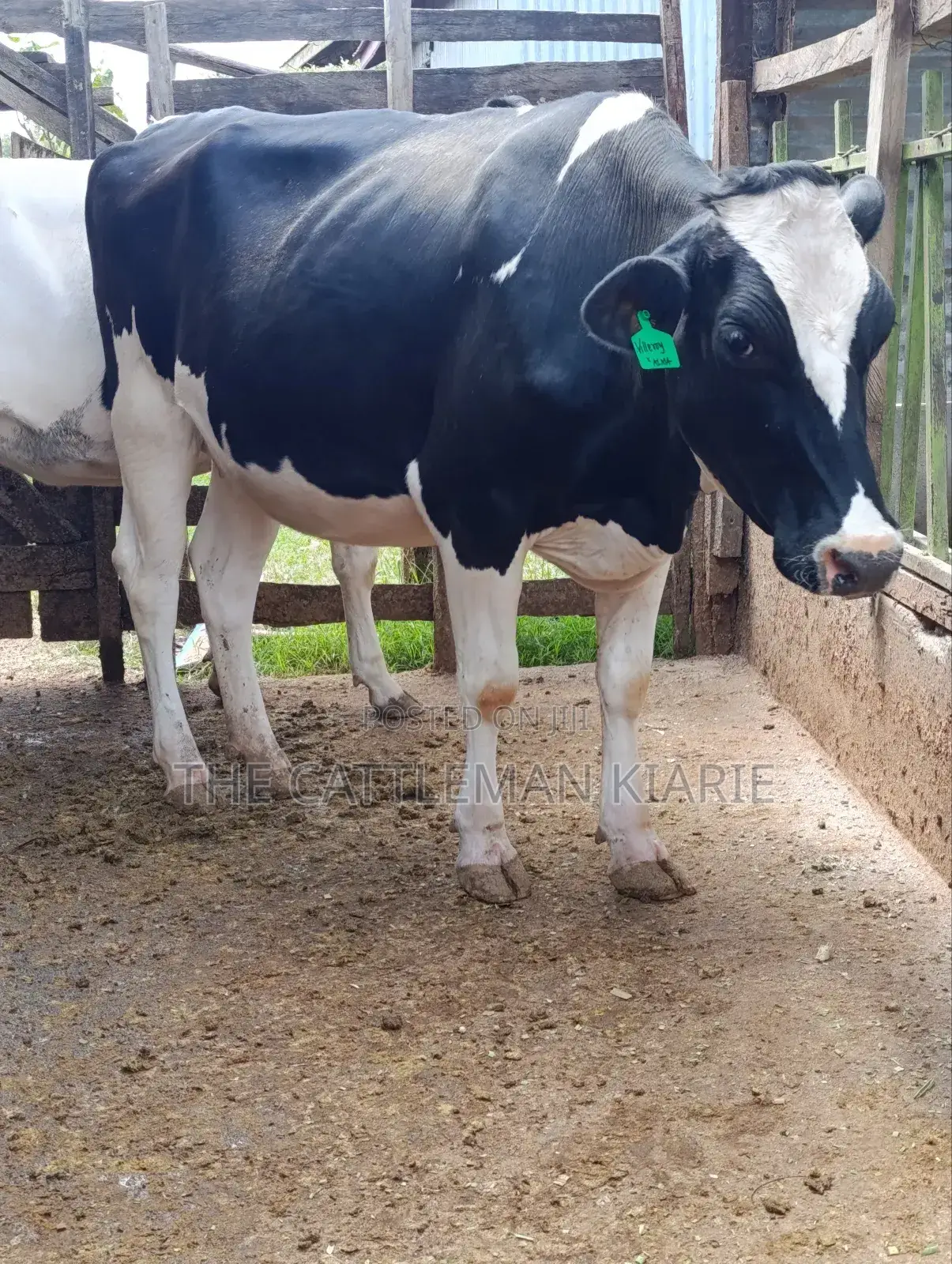 Pure Pedigree Friesian