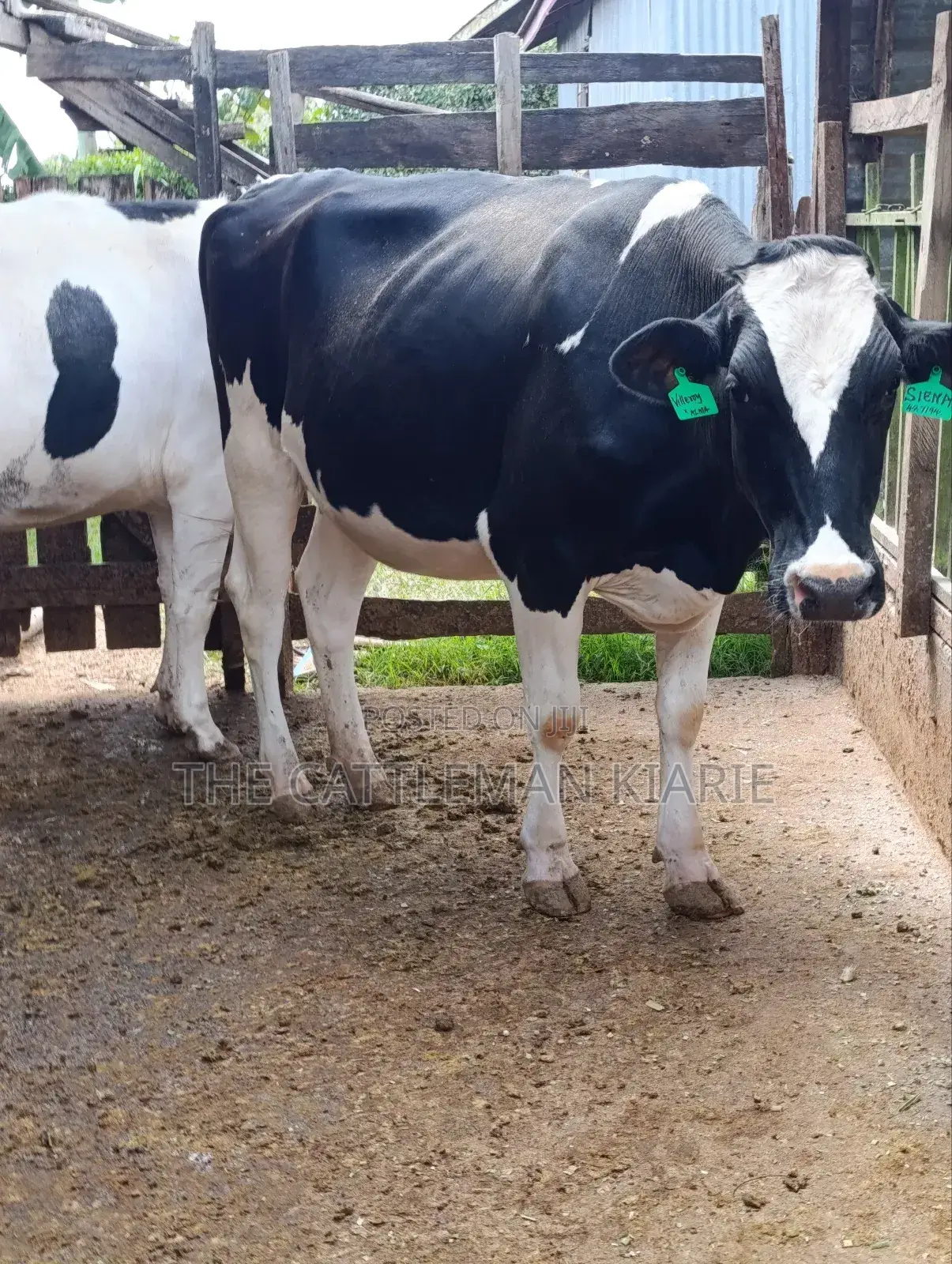 Pure Pedigree Friesian