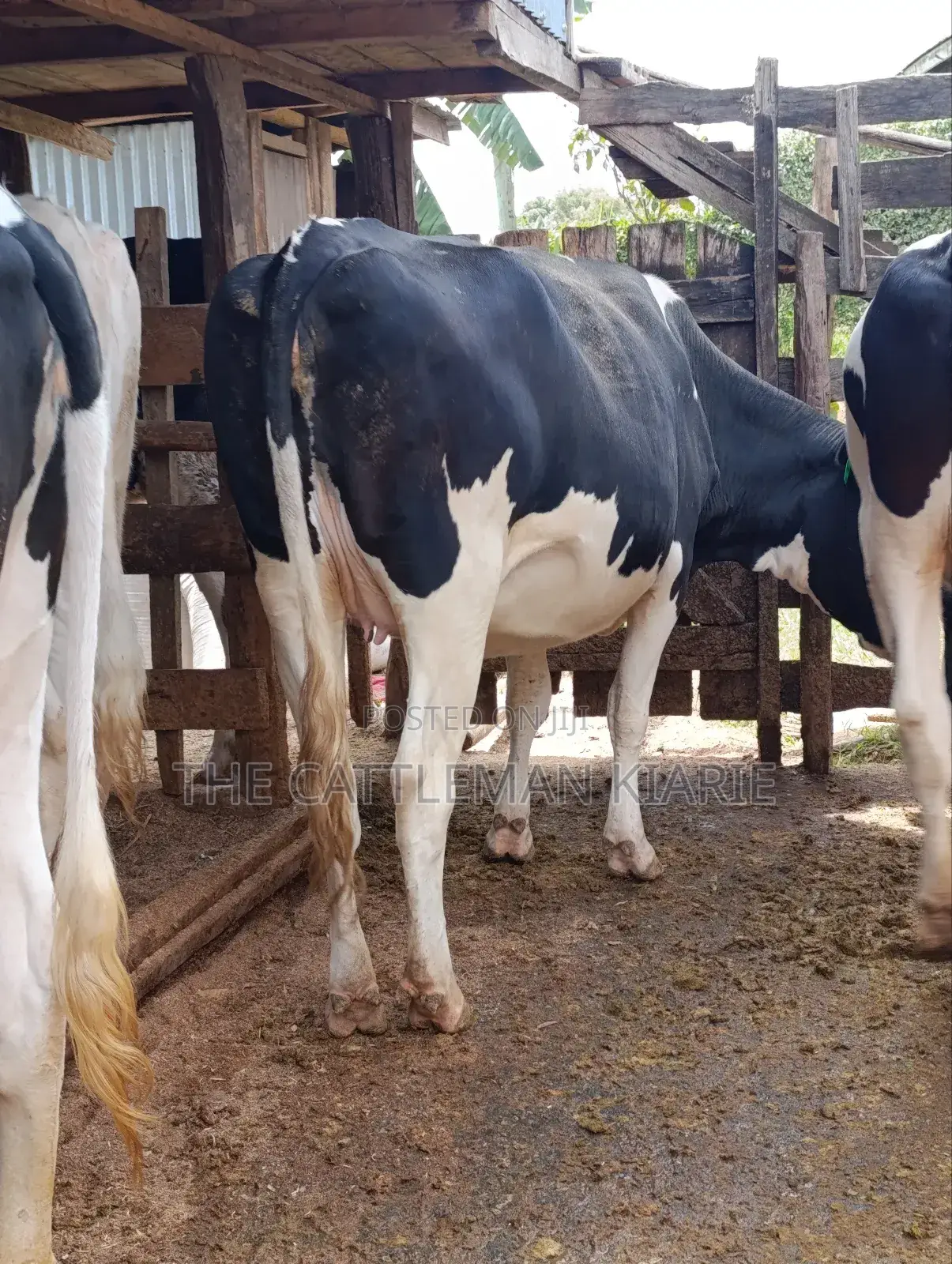 Pure Pedigree Friesian