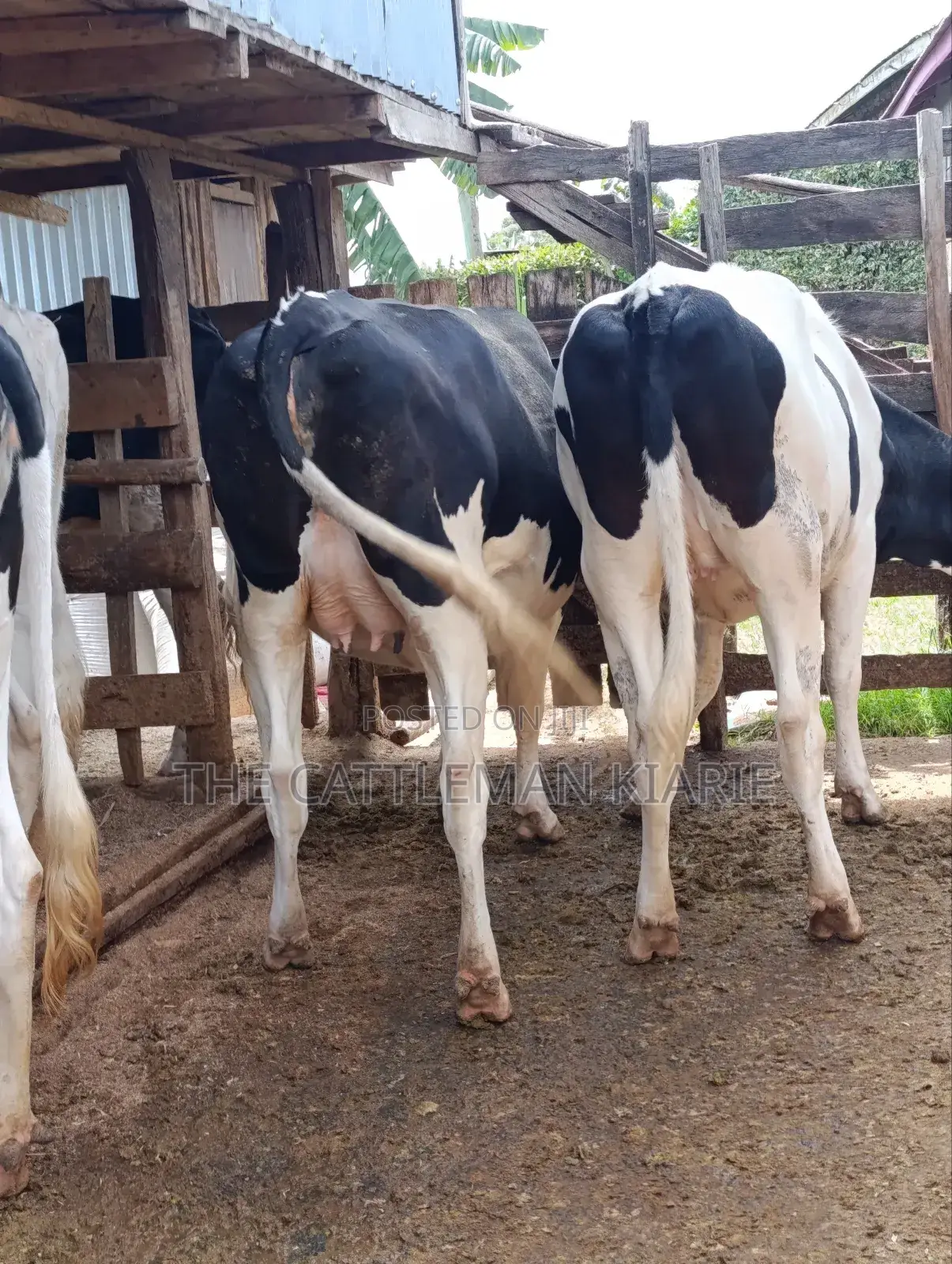 Pure Pedigree Friesian