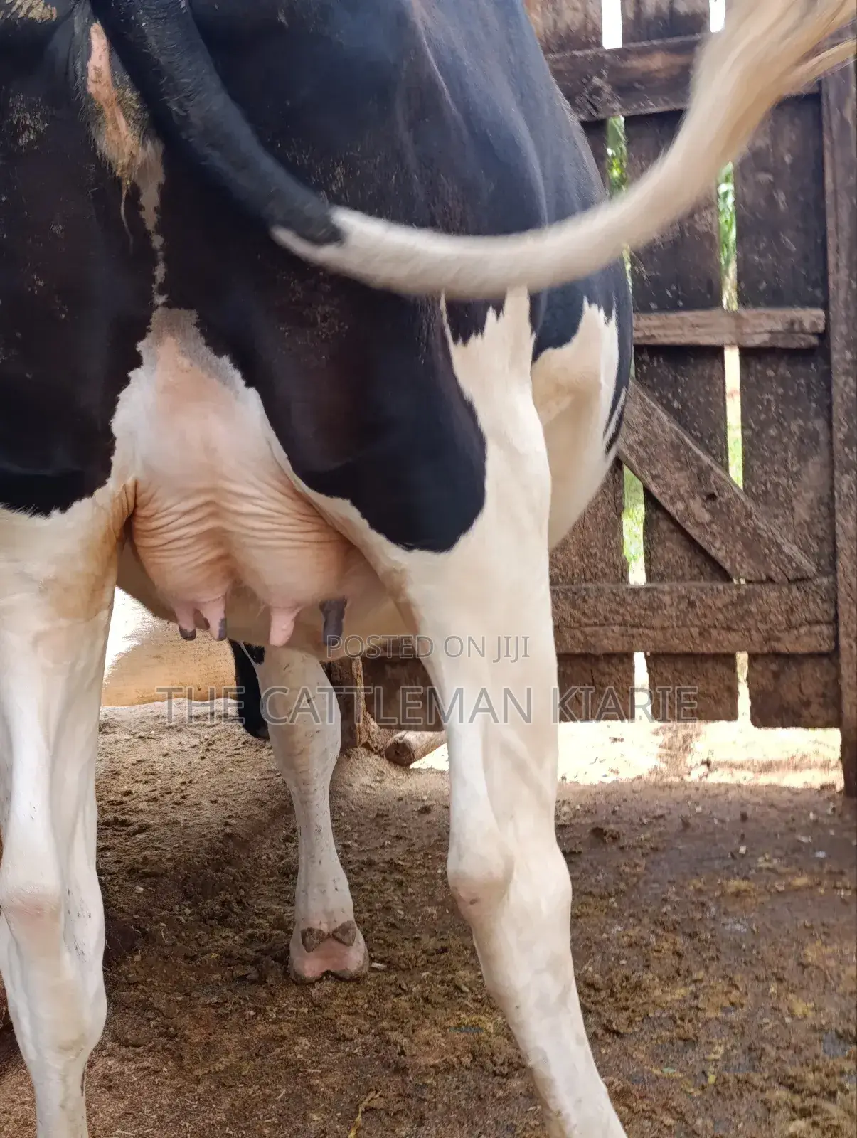 Pure Pedigree Friesian
