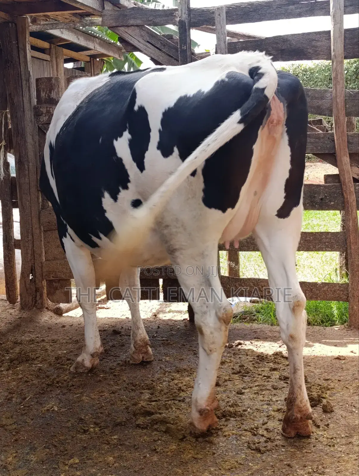 Holstein Fries