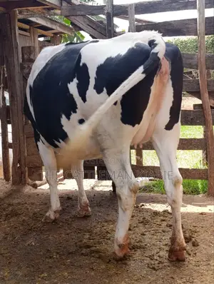 Holstein Fries