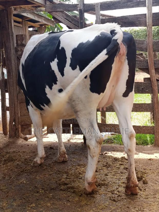 Holstein Fries - main view