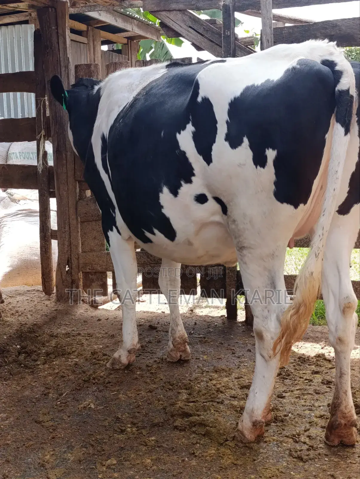 Holstein Fries