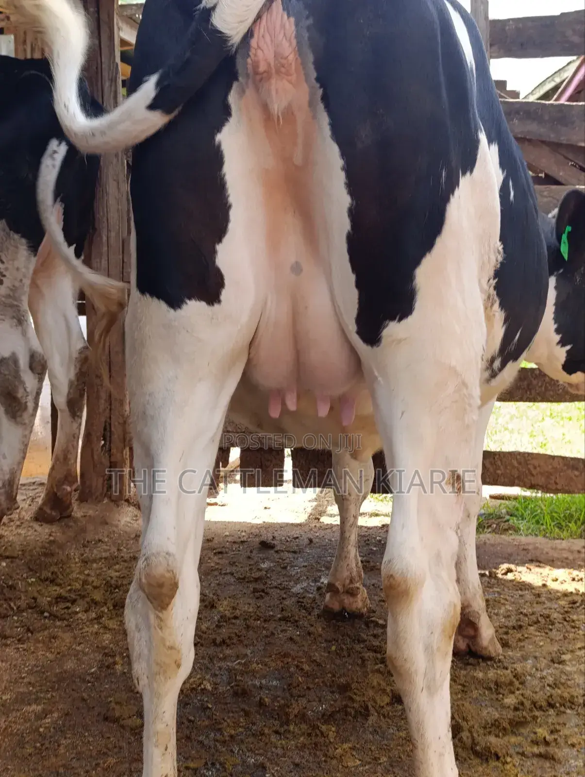 Holstein Fries