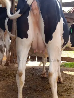 Holstein Fries