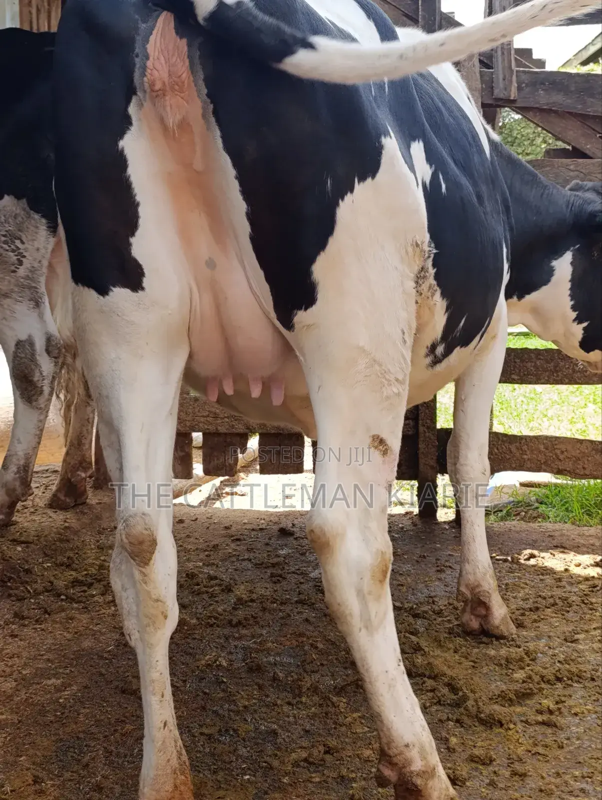 Holstein Fries