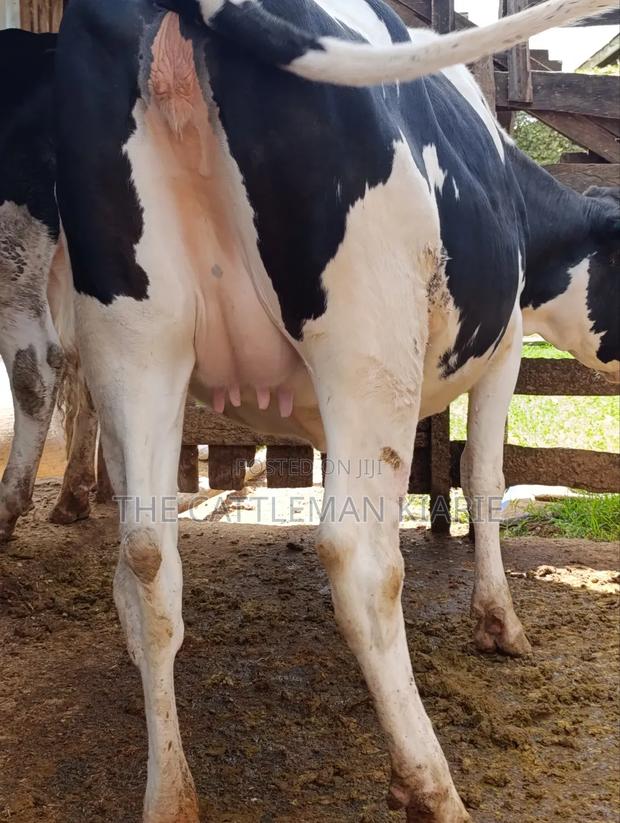 Holstein Fries - thumbnail 5