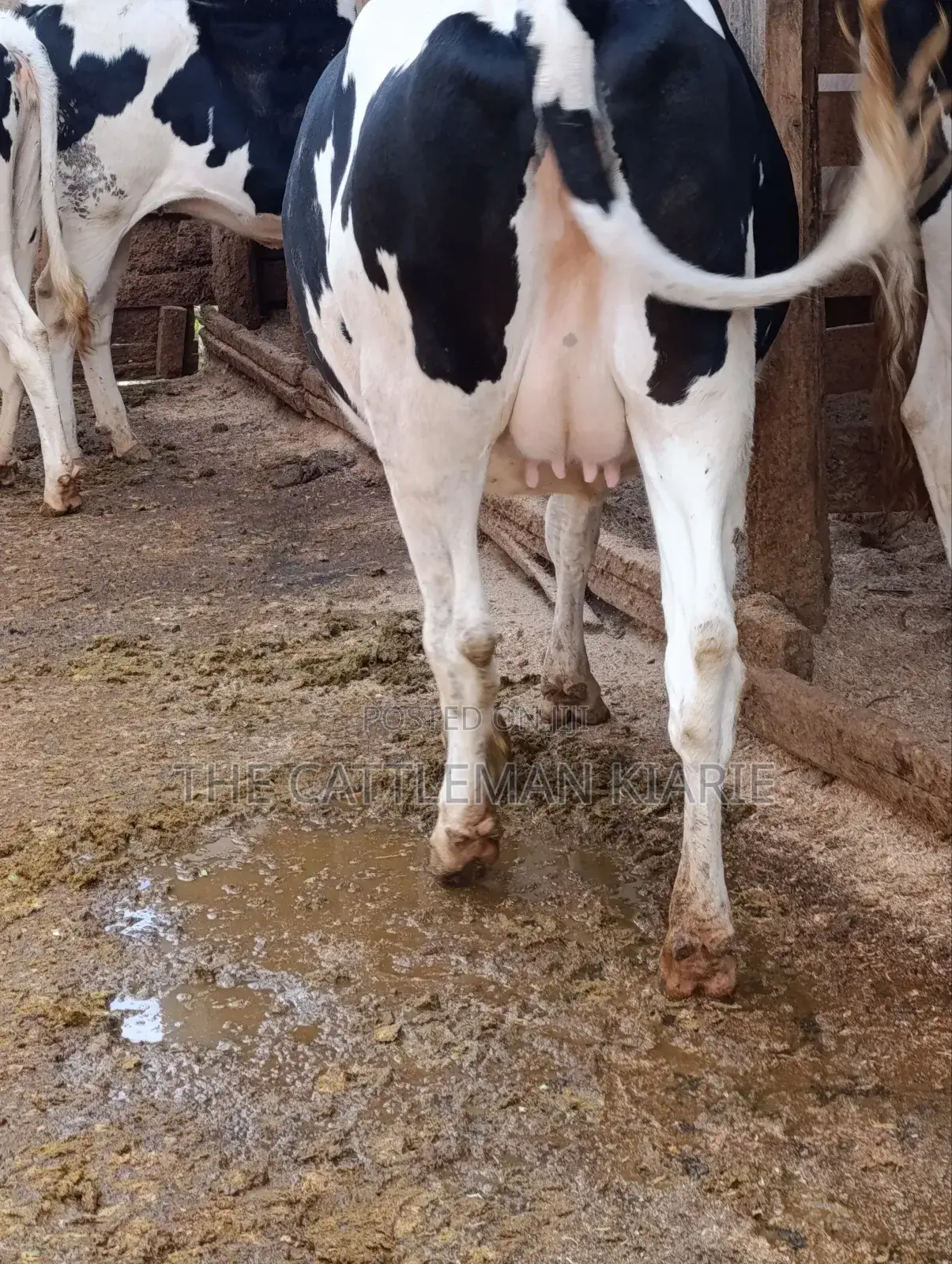 Holstein Fries