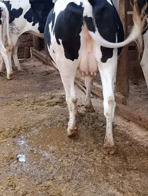 Holstein Fries
