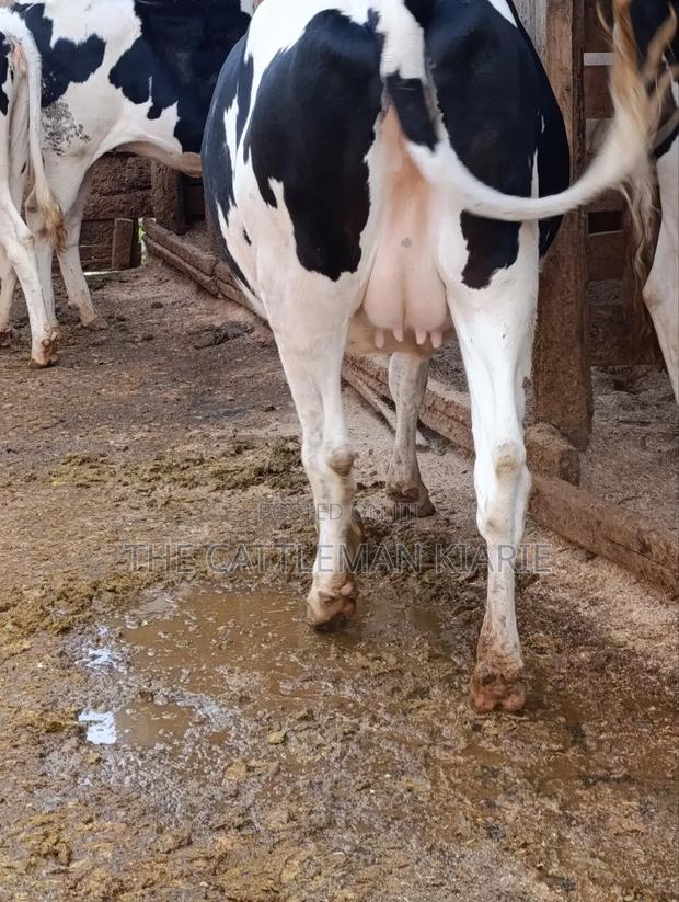 Holstein Fries - thumbnail 6