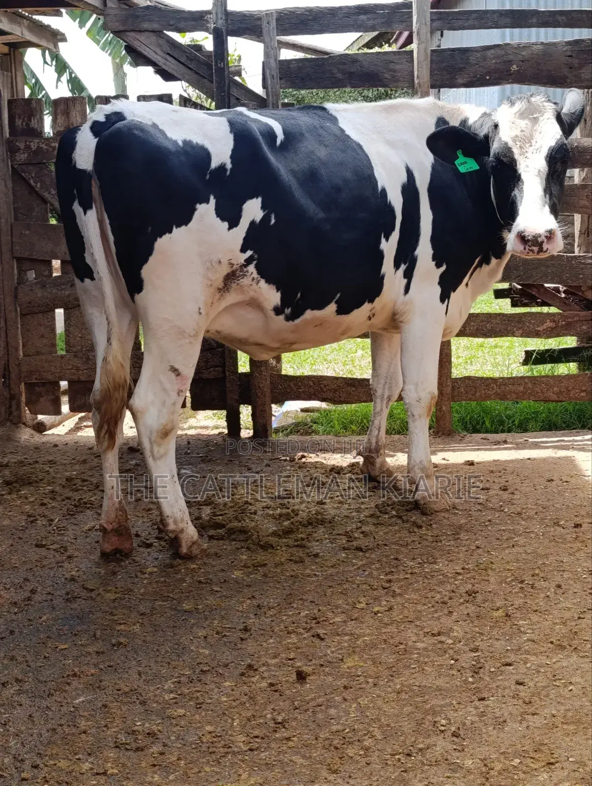 Holstein Fries