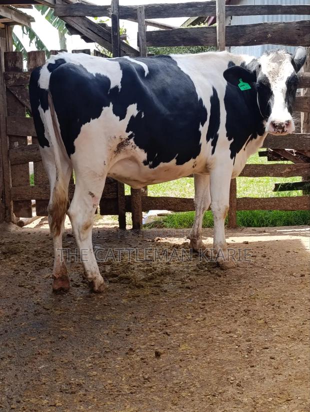 Holstein Fries - thumbnail 7