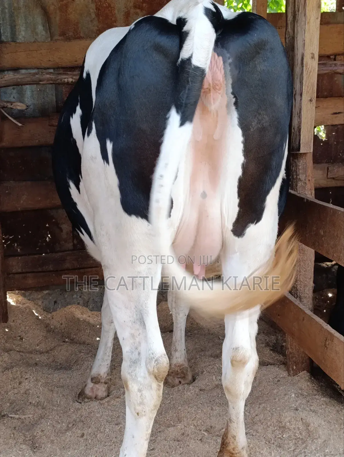 Holstein Fries