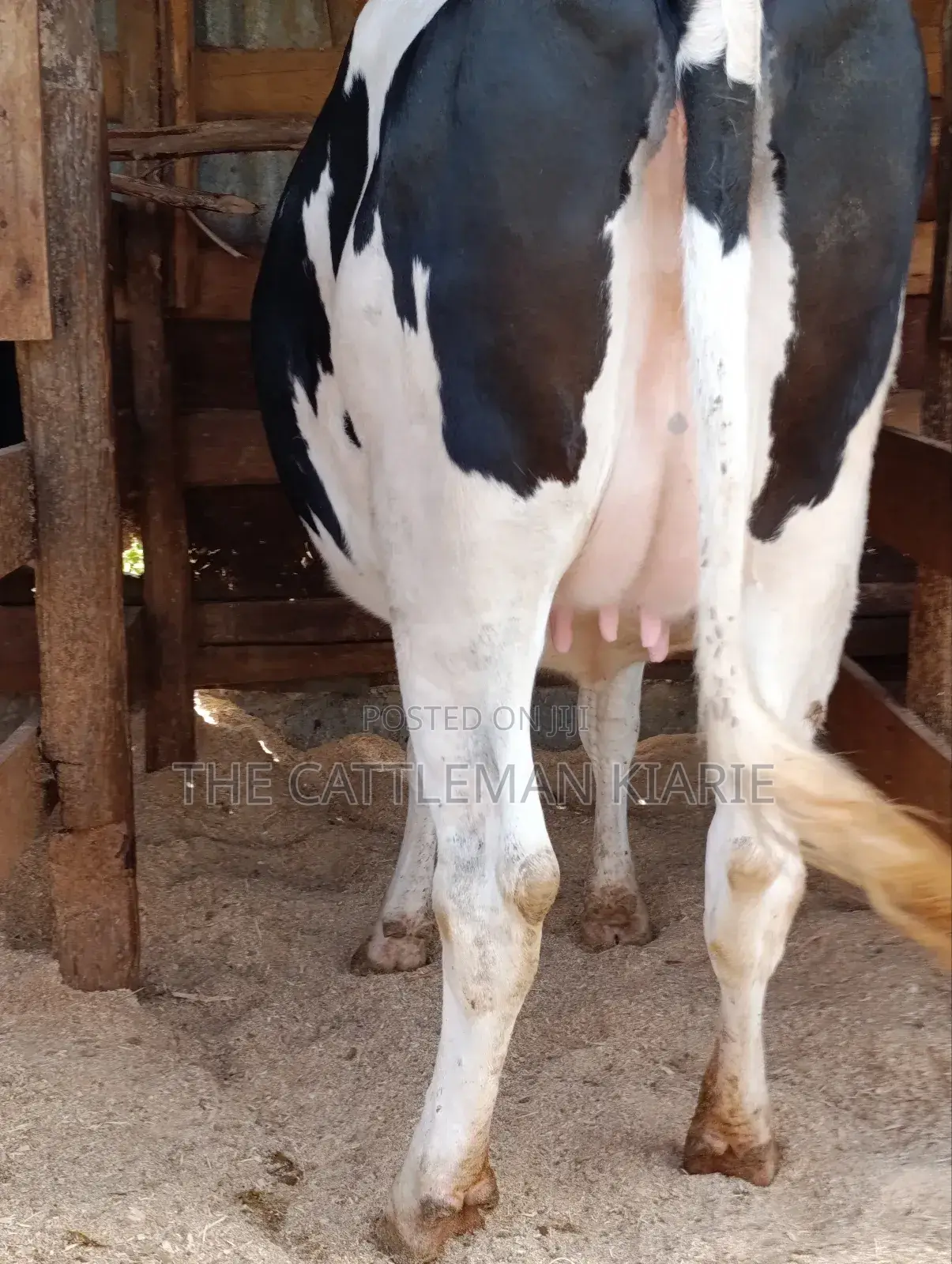 Holstein Fries
