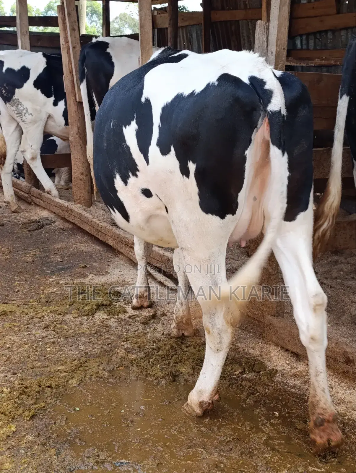 Holstein Fries