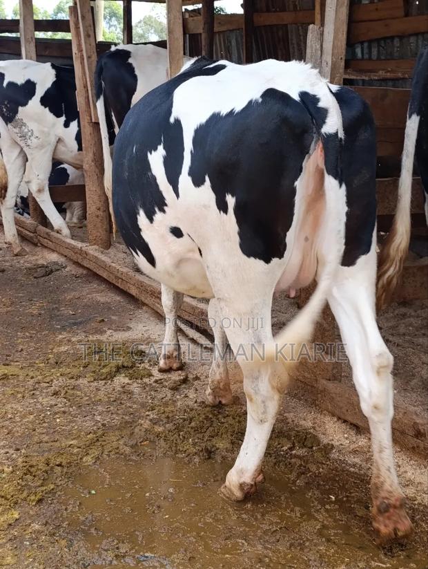 Holstein Fries - thumbnail 10