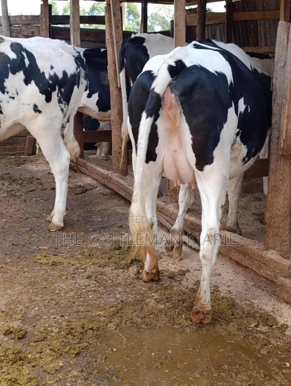 Holstein Fries