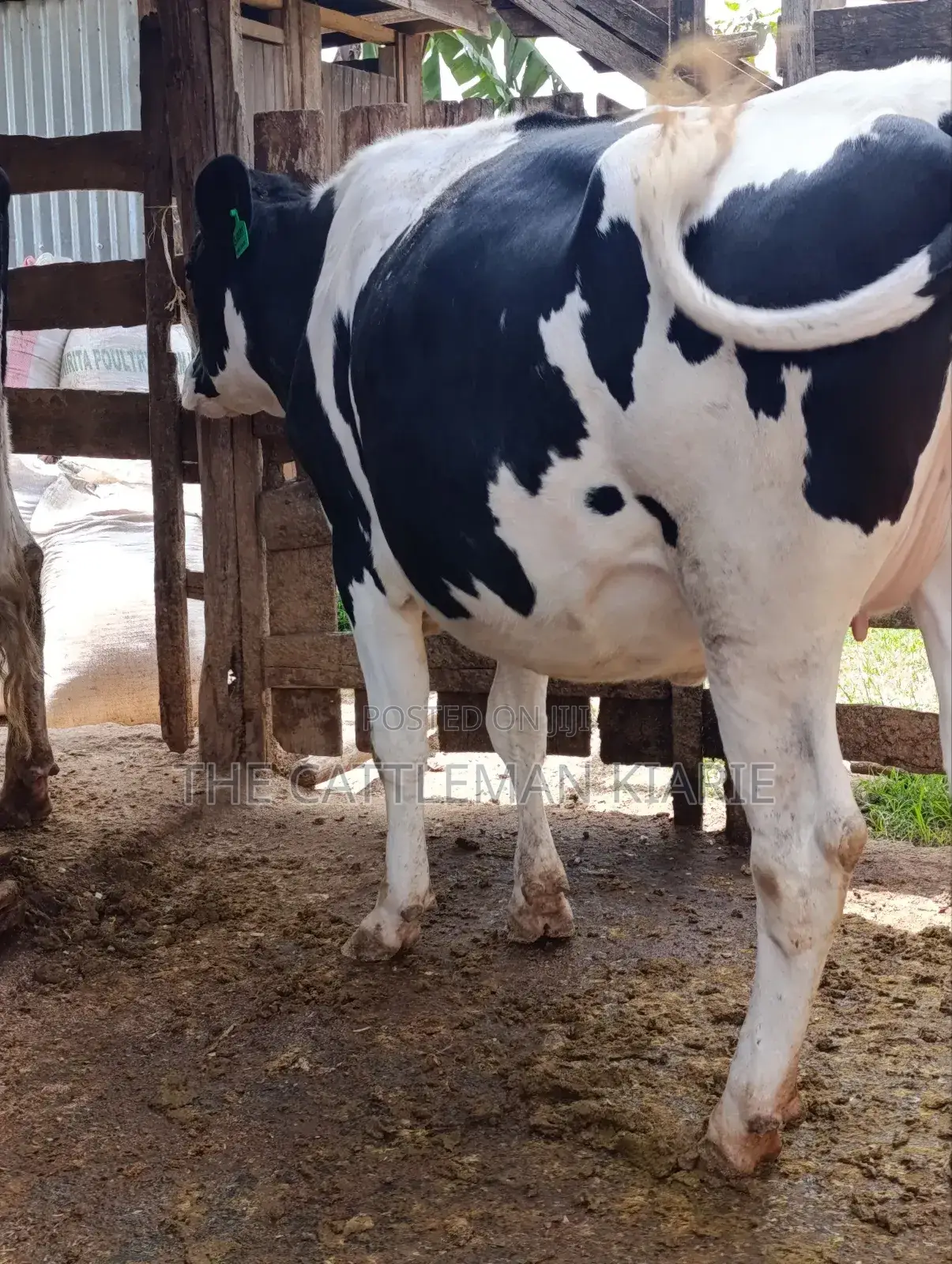 Holstein Fries