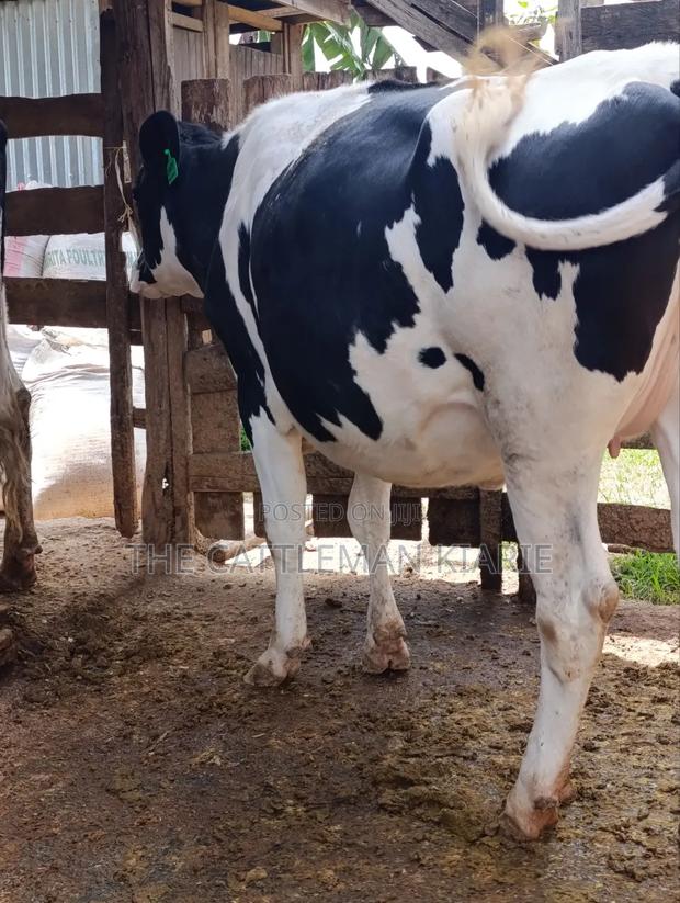 Holstein Fries - thumbnail 12