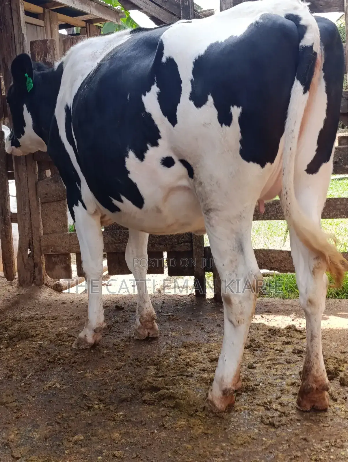 Holstein Fries
