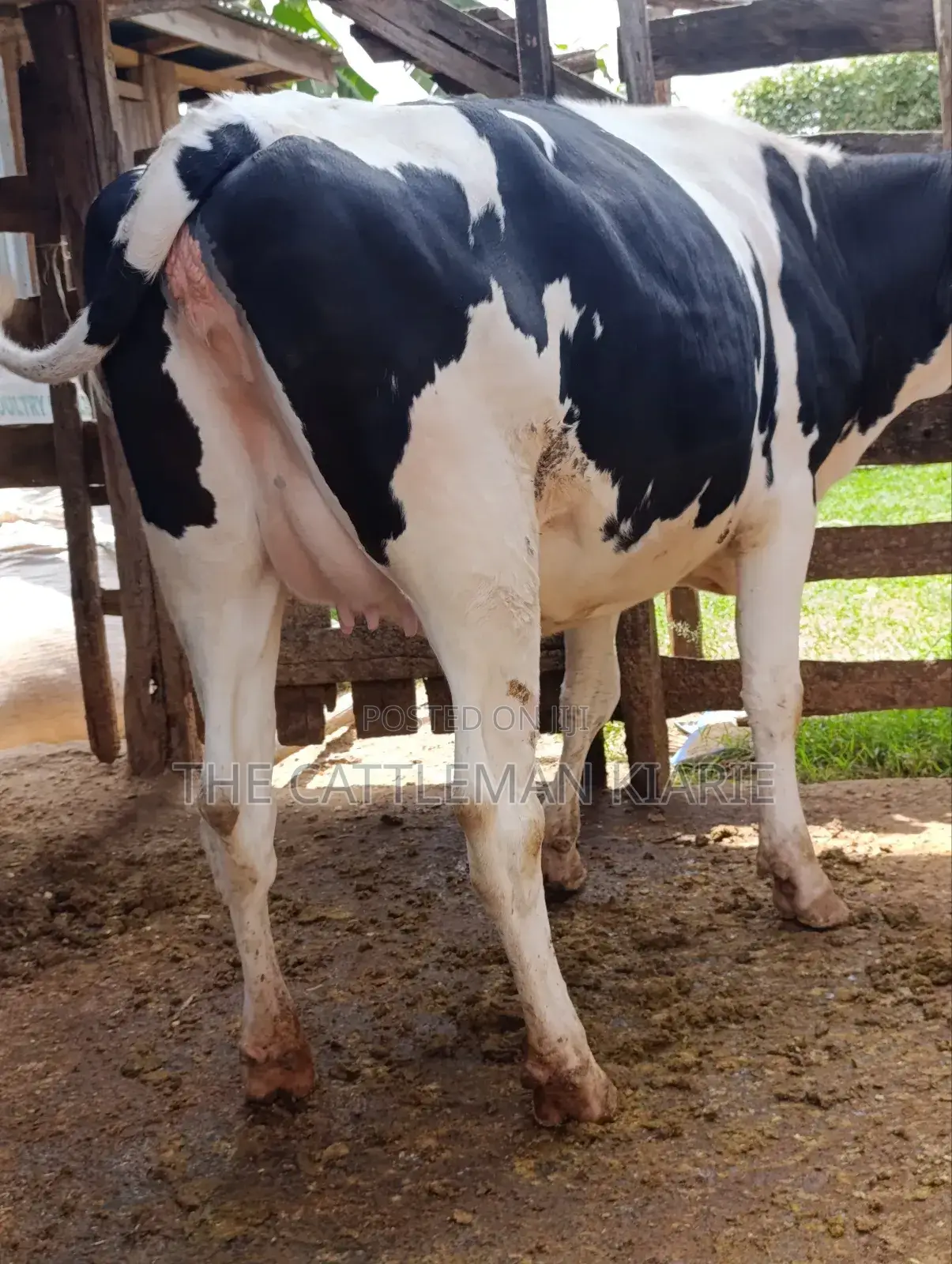 Holstein Fries