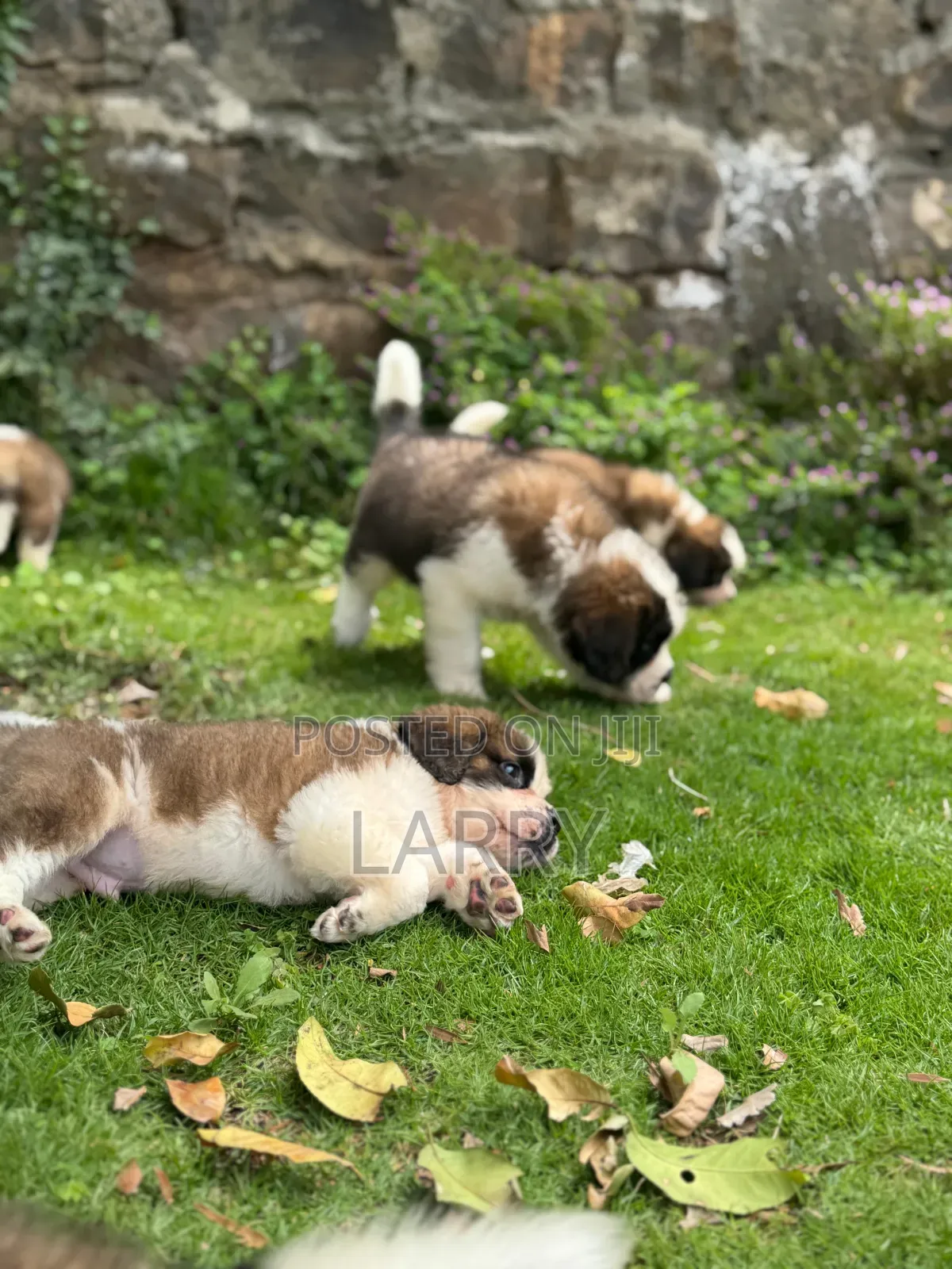 1-3 months Female Purebred Saint Bernard