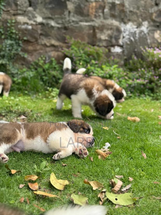 1-3 months Female Purebred Saint Bernard