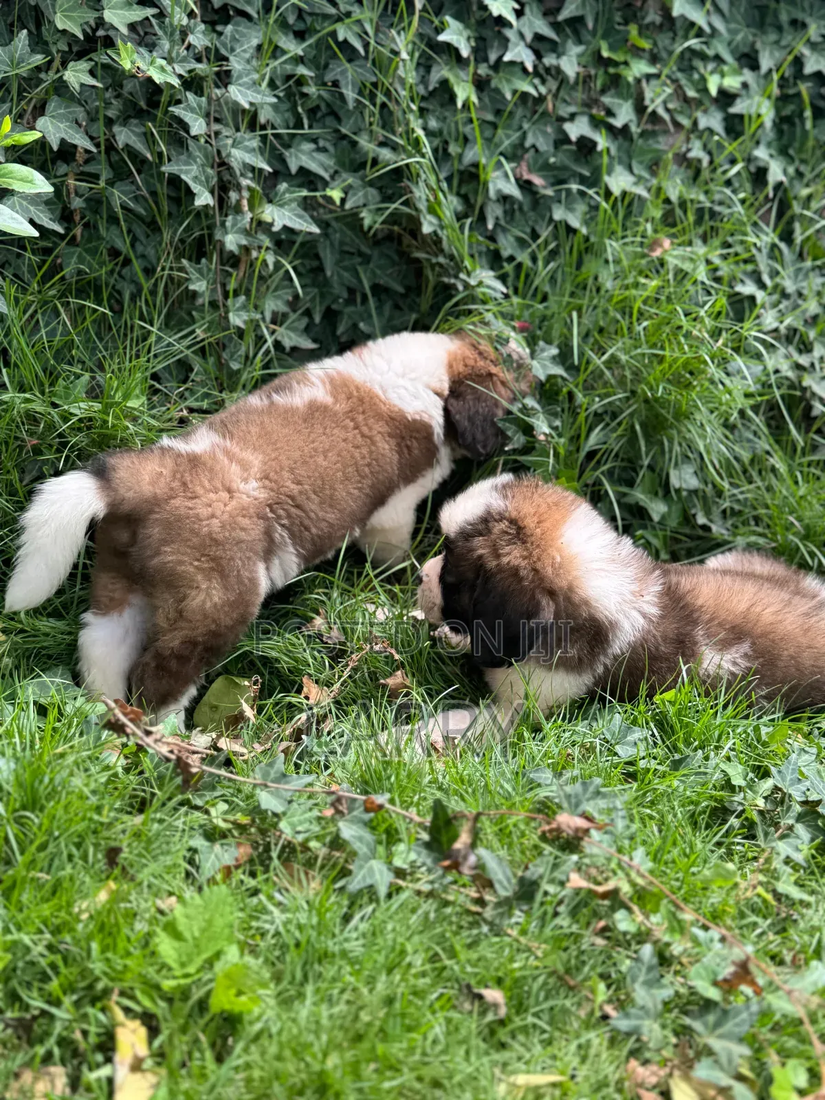 1-3 months Female Purebred Saint Bernard