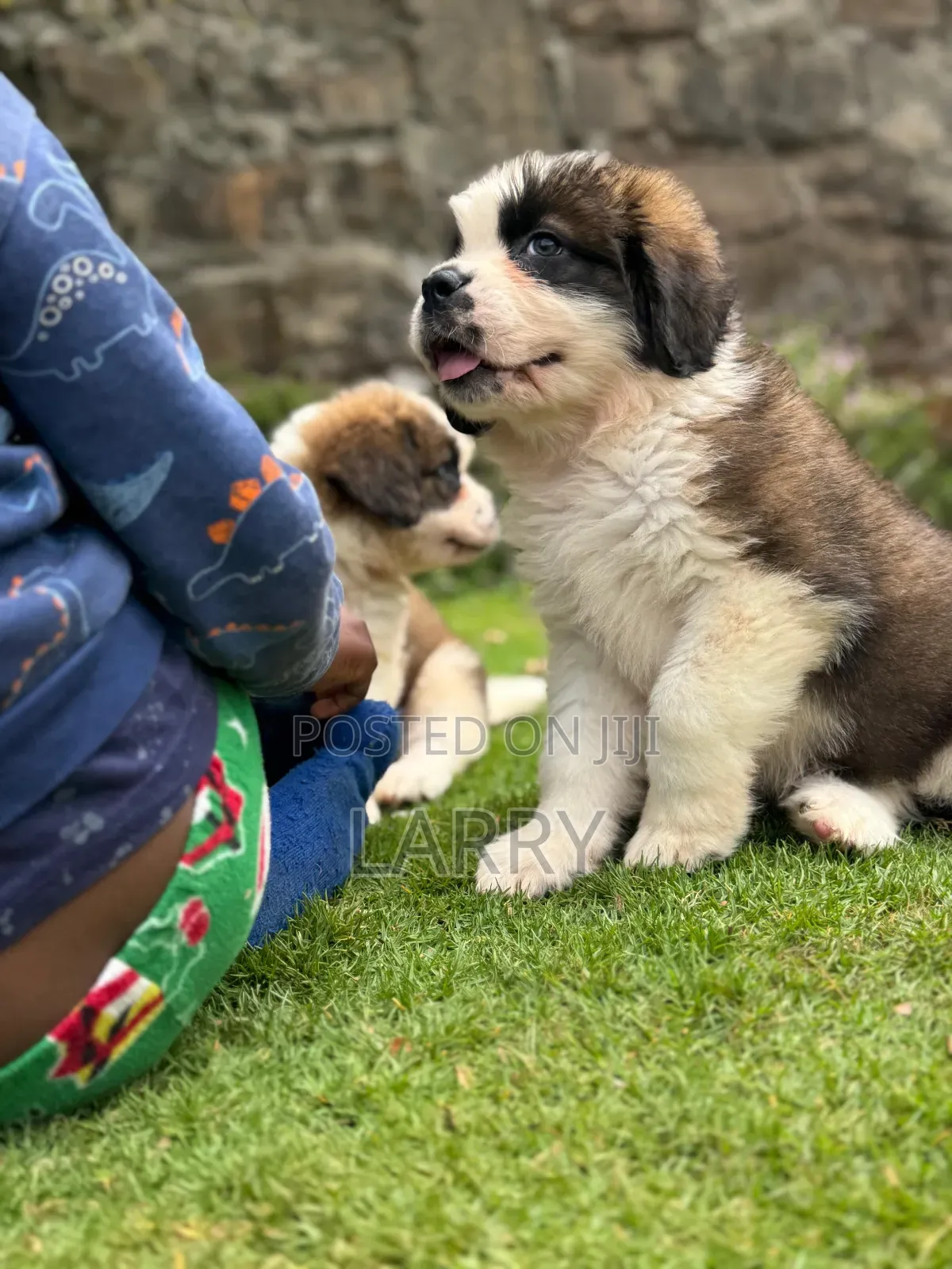 1-3 months Male Purebred Saint Bernard